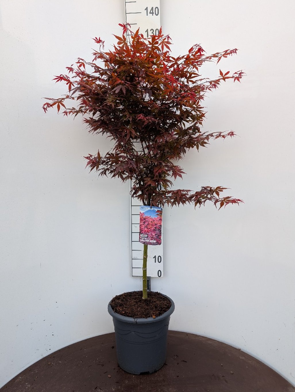 Acer pal. 'Skeeter's Broom' - 50 CM Stem C15